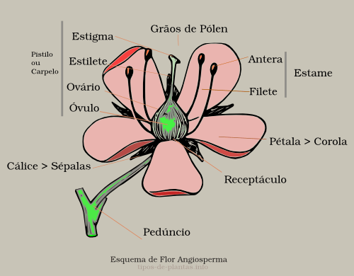 Desenho Flor Angiosperma