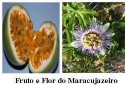 Fruto Flor Maracujazeiro